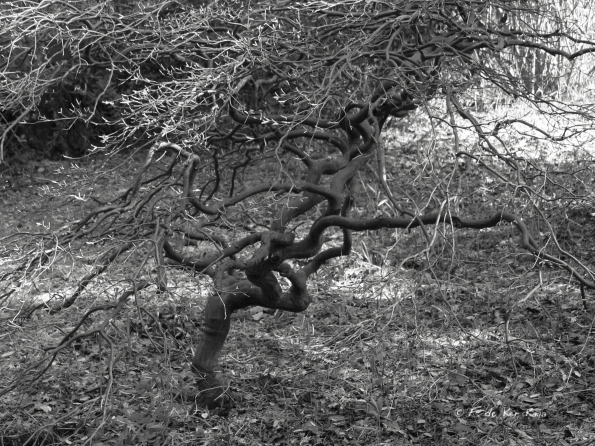 Bois des Moutiers (92) mars 2012